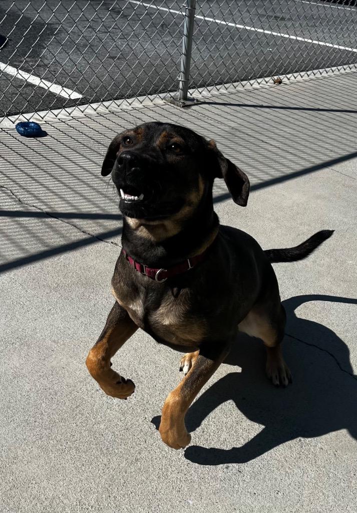 Enlarge Roxy, a Adoptable mixed breed in Blountville, TN image 5/6
