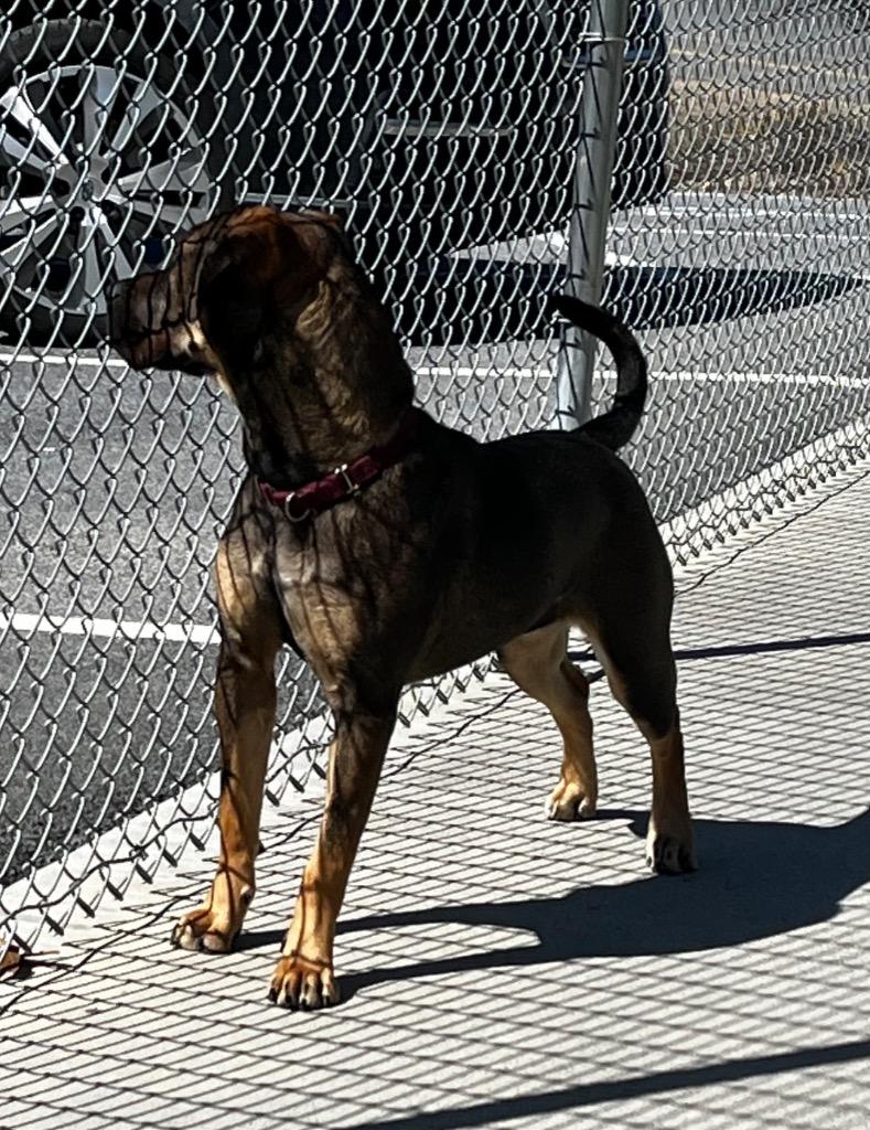 Enlarge Roxy, a Adoptable mixed breed in Blountville, TN image 6/6