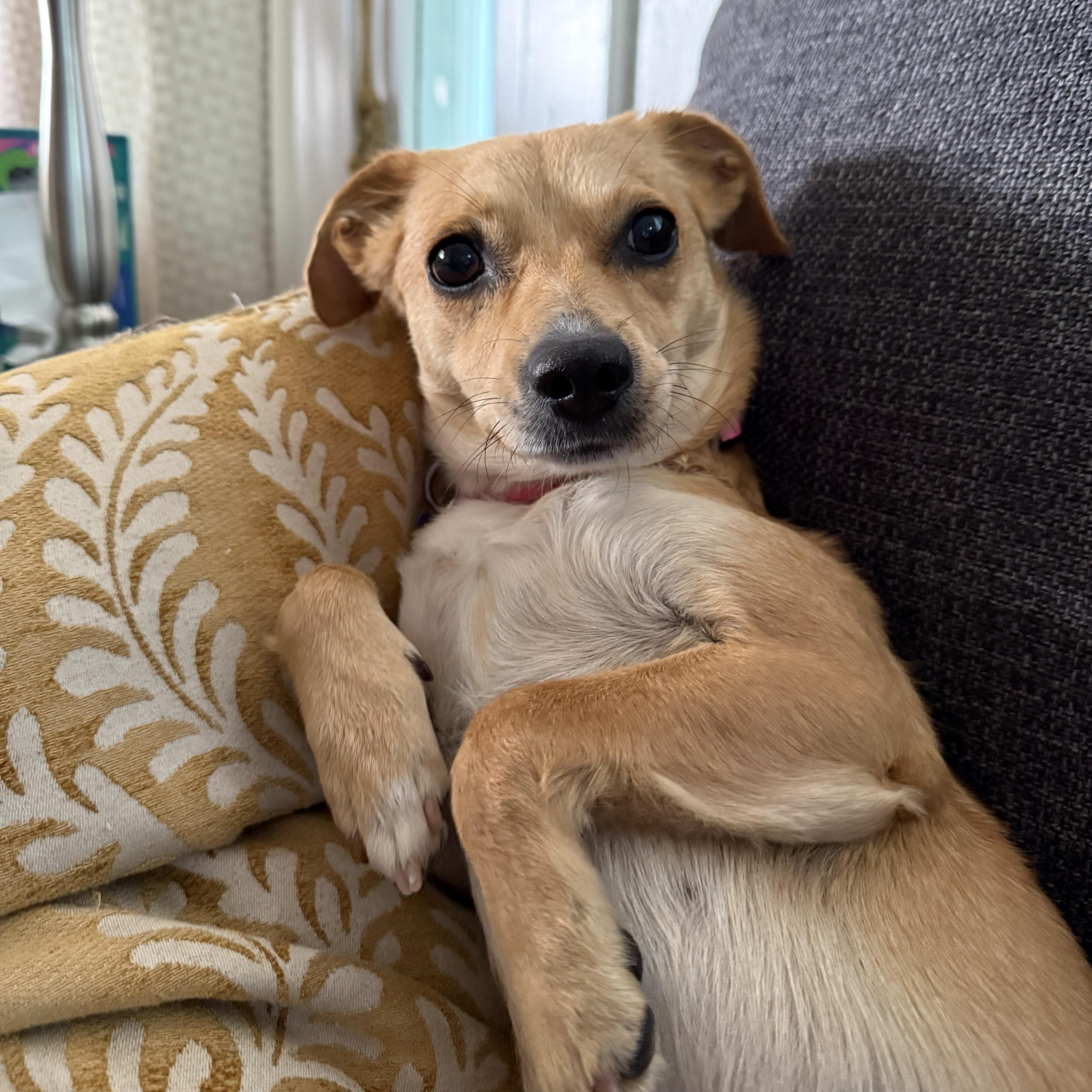 Enlarge Goldie, a ADOPTABLE Chihuahua in Sun Valley, CA image 5/5