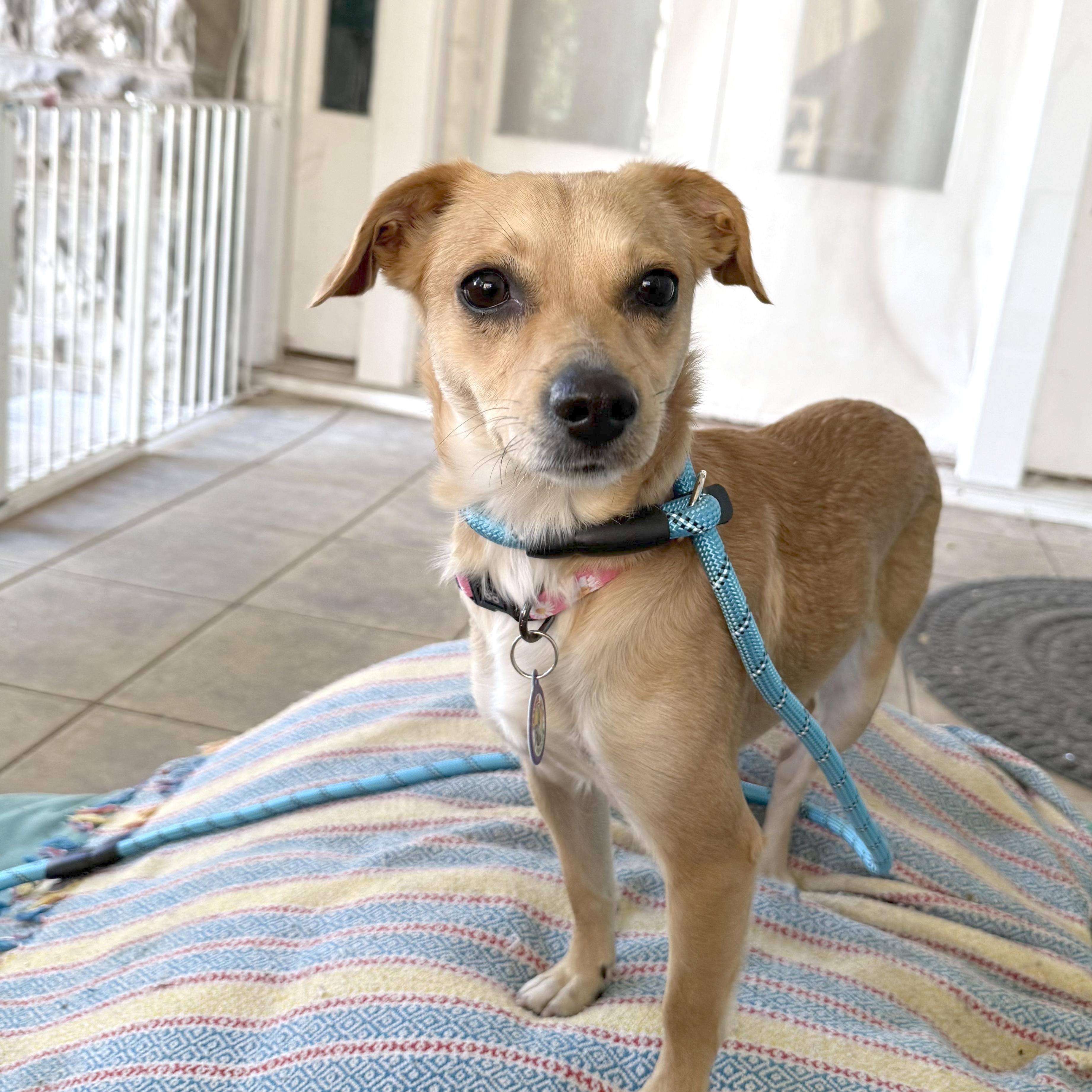 Goldie, ADOPTABLE, Young Female Chihuahua.