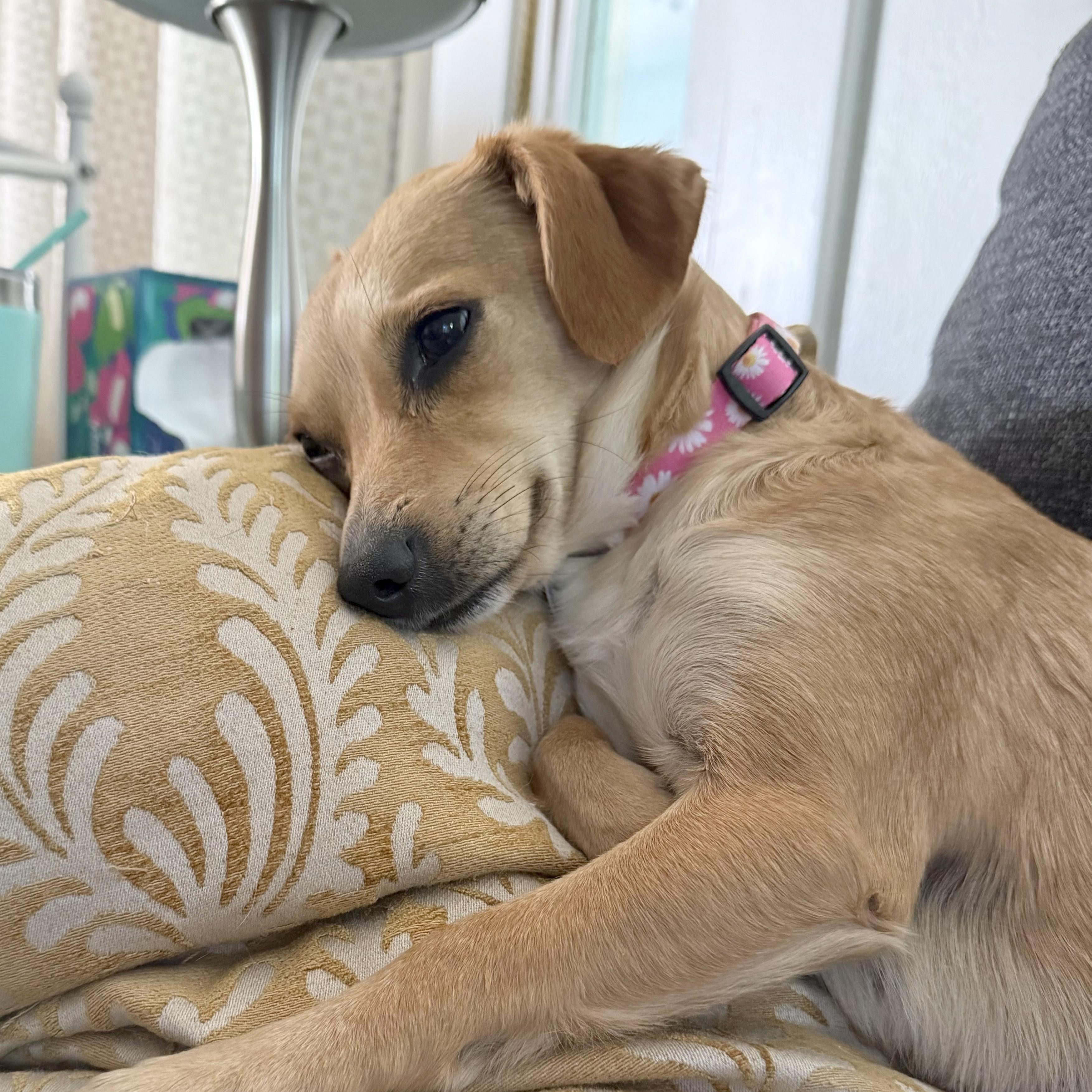 Enlarge Goldie, a ADOPTABLE Chihuahua in Sun Valley, CA image 2/5