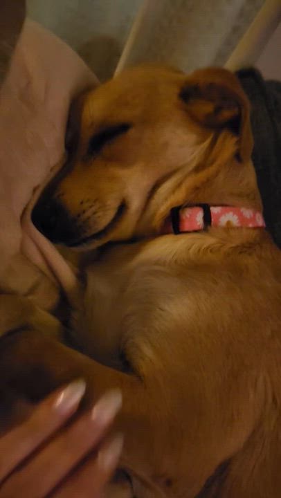 Enlarge Goldie, a ADOPTABLE Chihuahua in Sun Valley, CA video 4/5