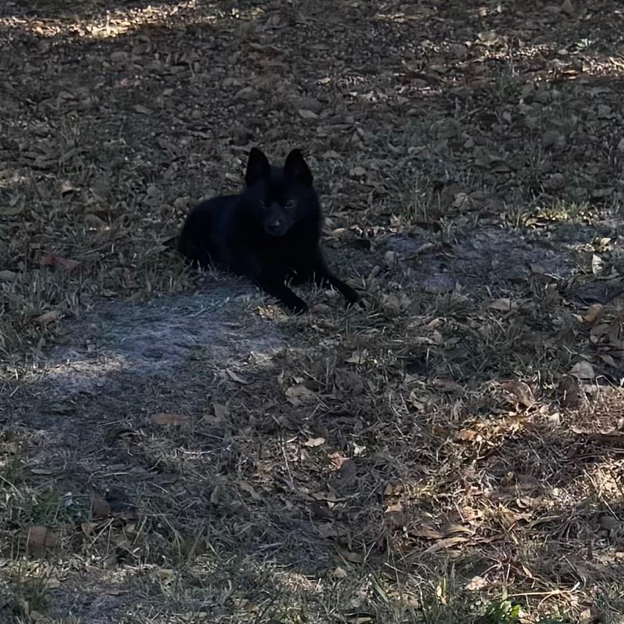 Roo, Adoptable, Young Male Pomeranian & Chihuahua.