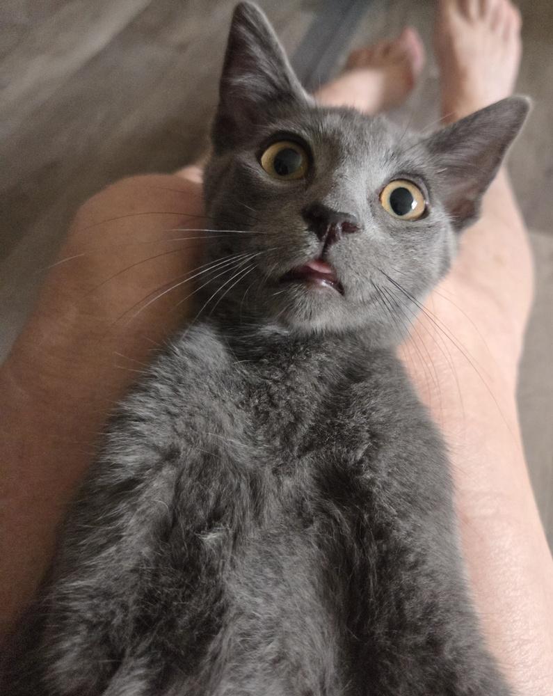 Enlarge Oscar Wilde, a Adopted Domestic Short Hair in Salisbury, NC image 2/4