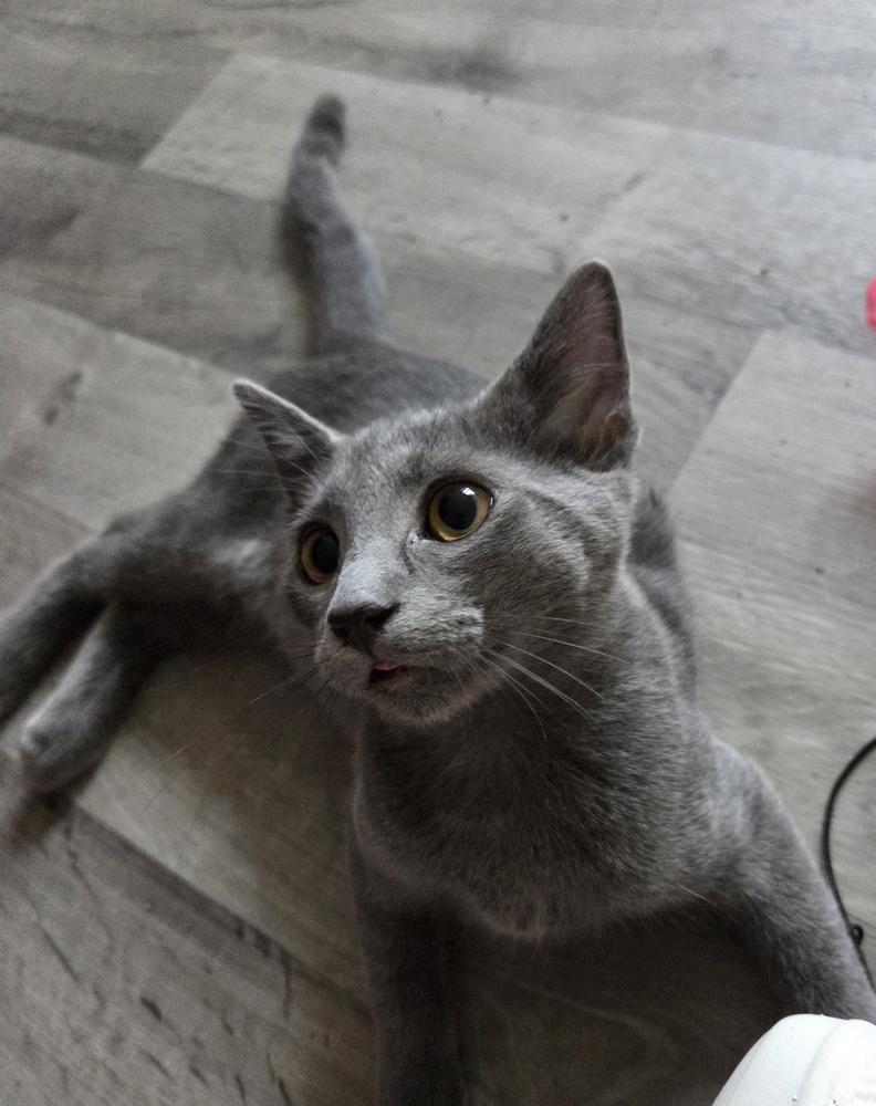 Enlarge Oscar Wilde, a Adopted Domestic Short Hair in Salisbury, NC image 3/4