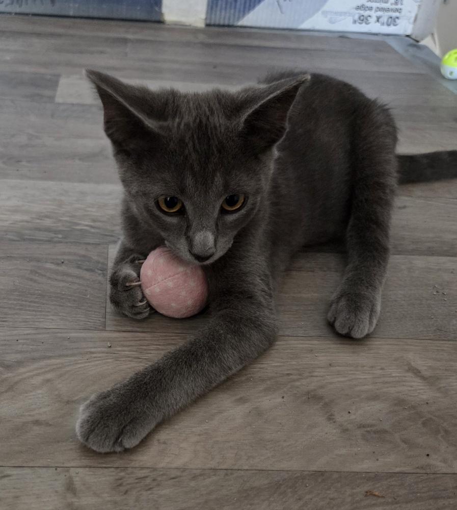 Enlarge Oscar Wilde, a Adopted Domestic Short Hair in Salisbury, NC image 4/4