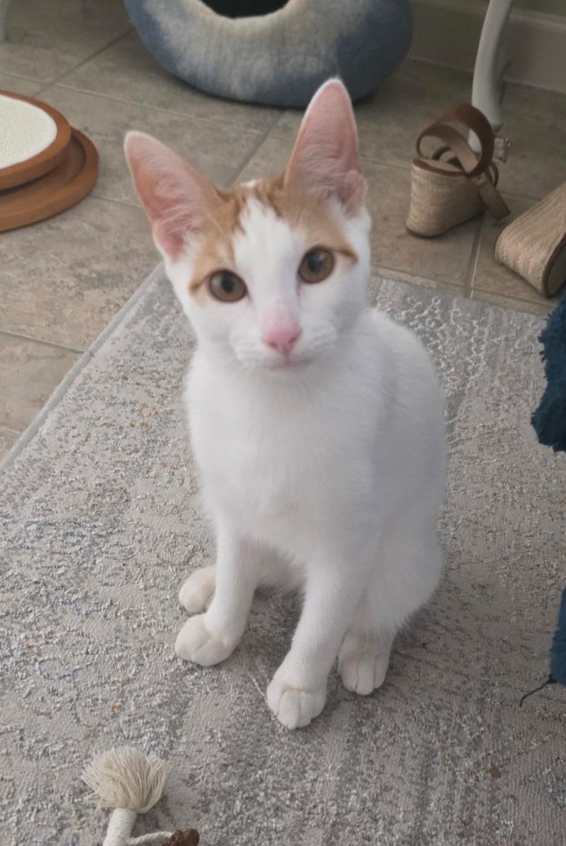 Fin aka Andy, Baby Male Turkish Van