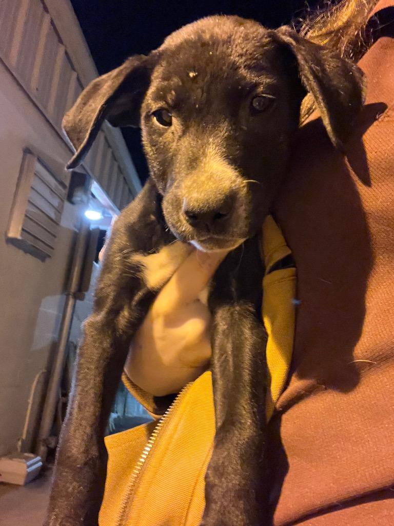 Remi, Adoptable, Puppy Male Labrador Retriever.