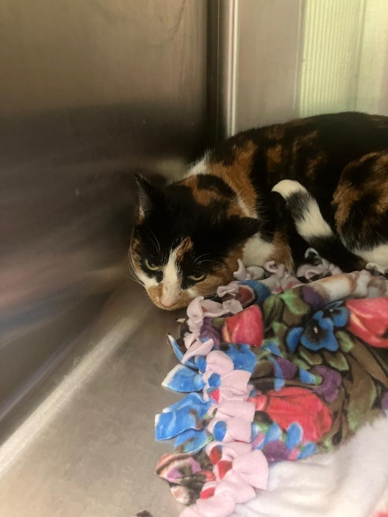 Enlarge Princess Peach, a Adoptable Domestic Short Hair in Troy, OH image 1/1