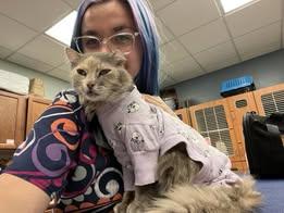 Sasha, Adoptable, Adult Female Domestic Long Hair & Domestic Short Hair.