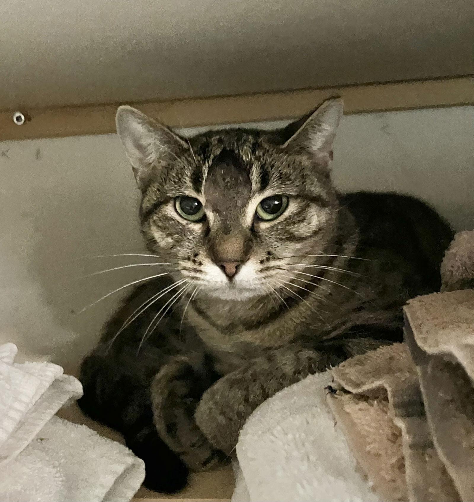 Loretta Lynn thumbnail 2