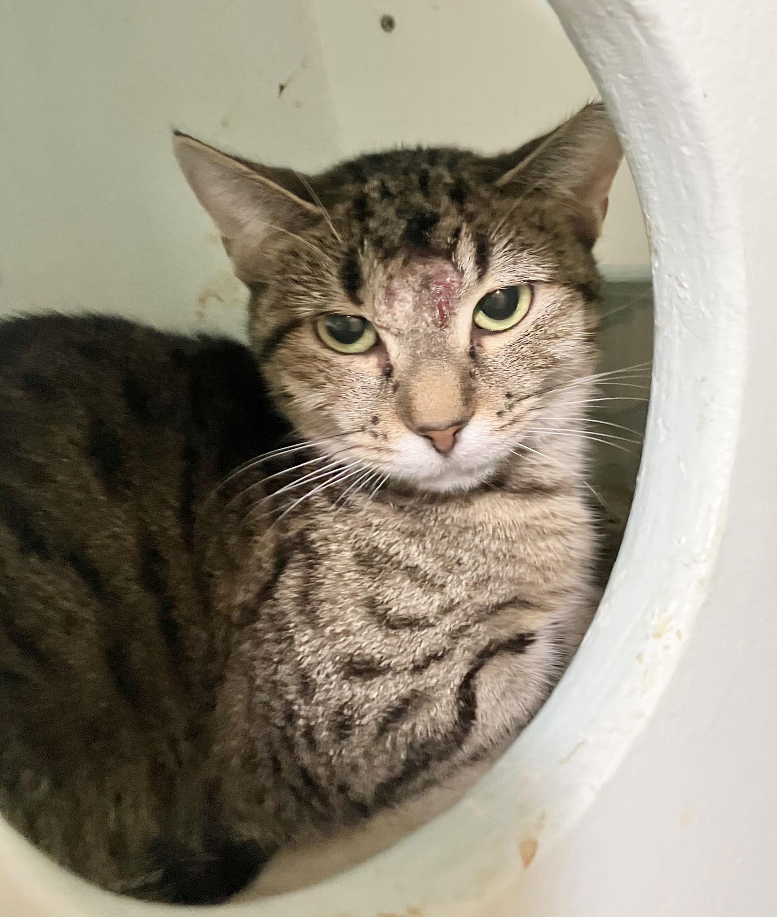 Loretta Lynn thumbnail 4