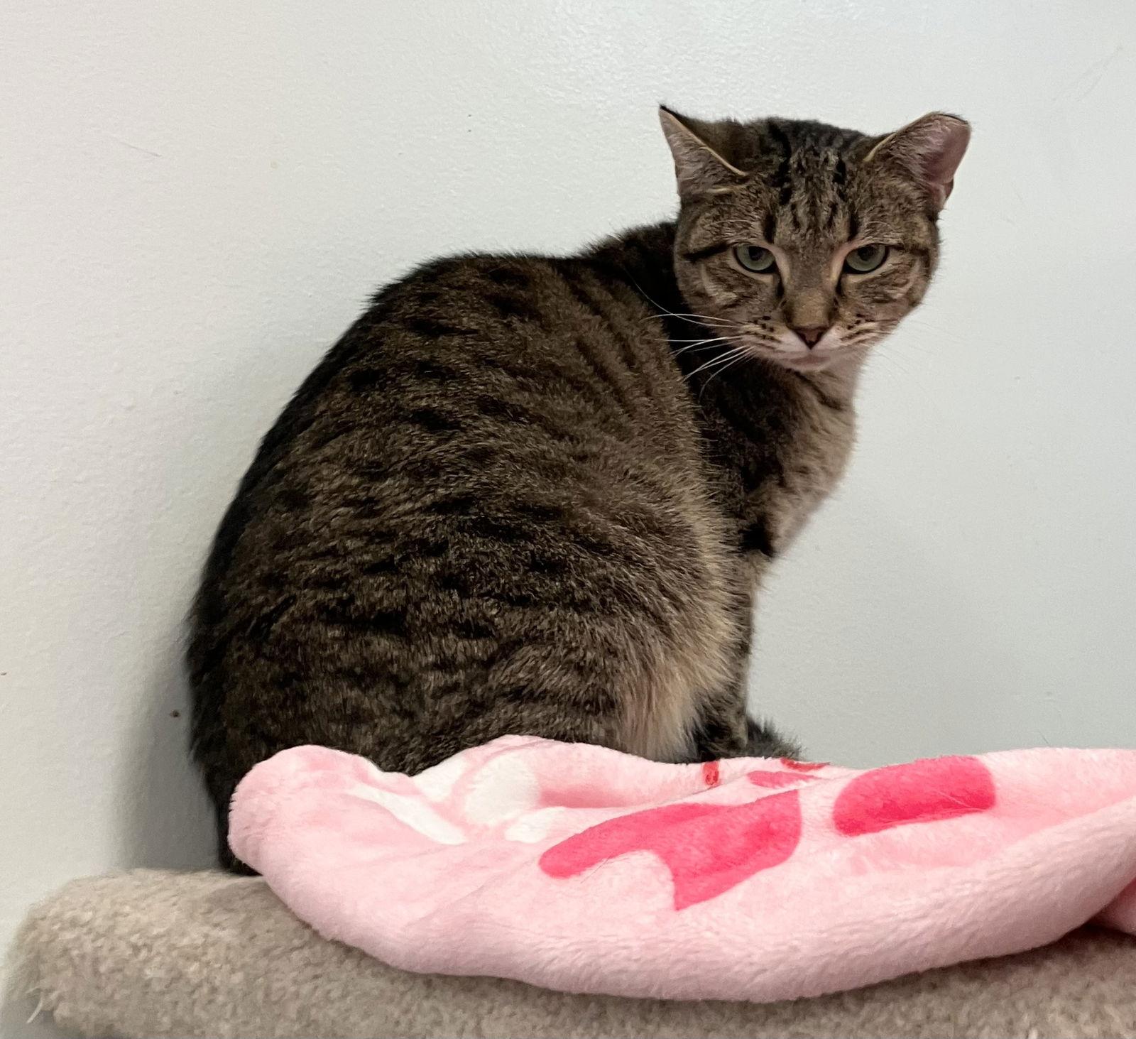 Loretta Lynn, a Adoptable mixed breed in Dublin, OH image 1/3