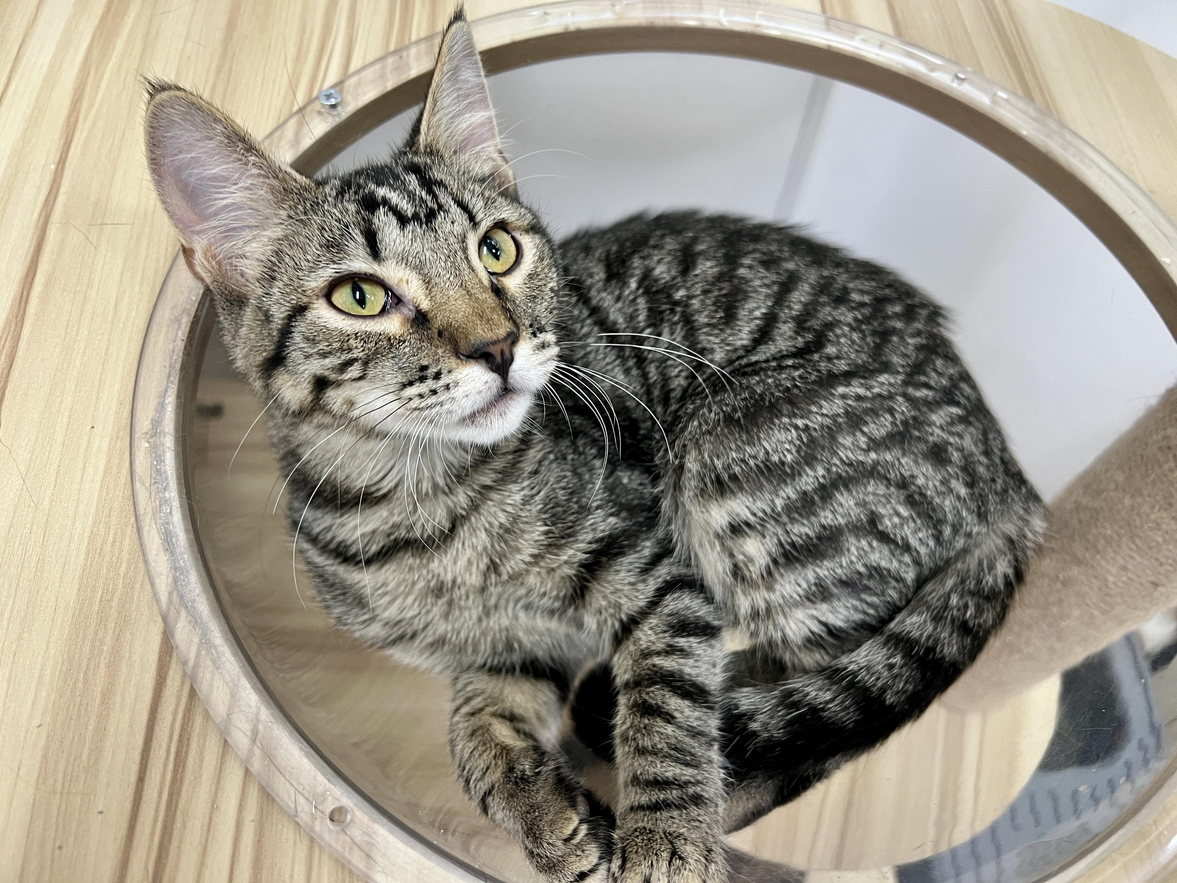 Sylveon, a Adoptable Domestic Short Hair in chino, CA image 3/6