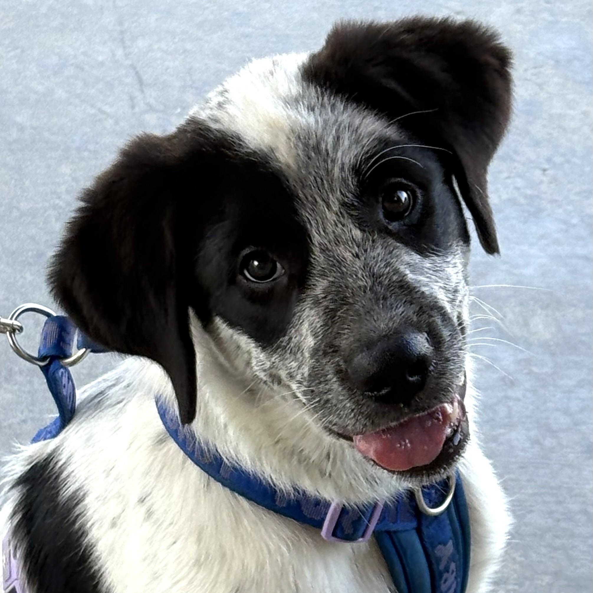 Meet Panda Part dog, part fish - all heart, Adoptable, Young Male Australian Cattle Dog / Blue Heeler & Labrador Retriever.