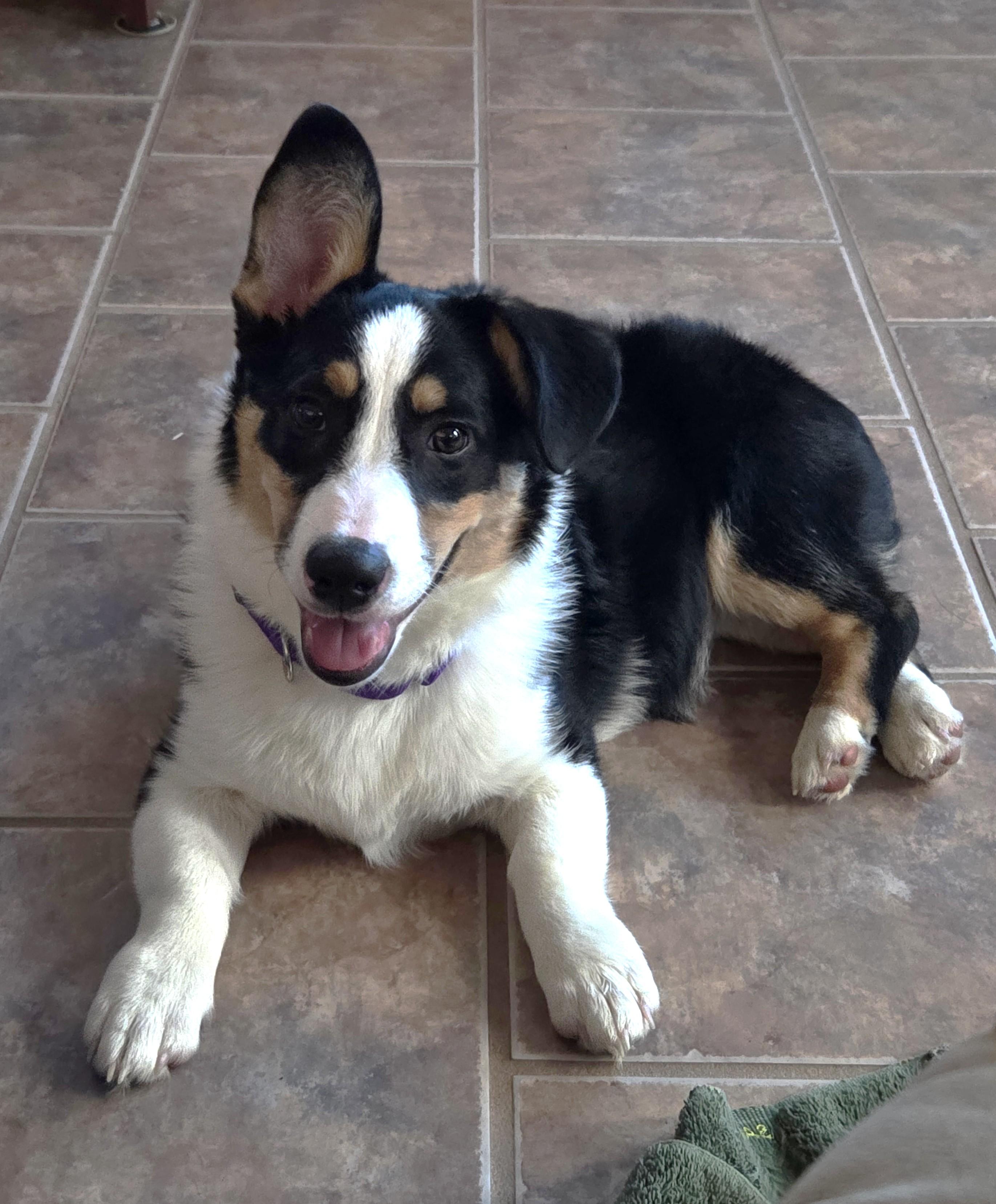 Thunder, a Adoptable mixed breed in Junction City, KS image 1/5
