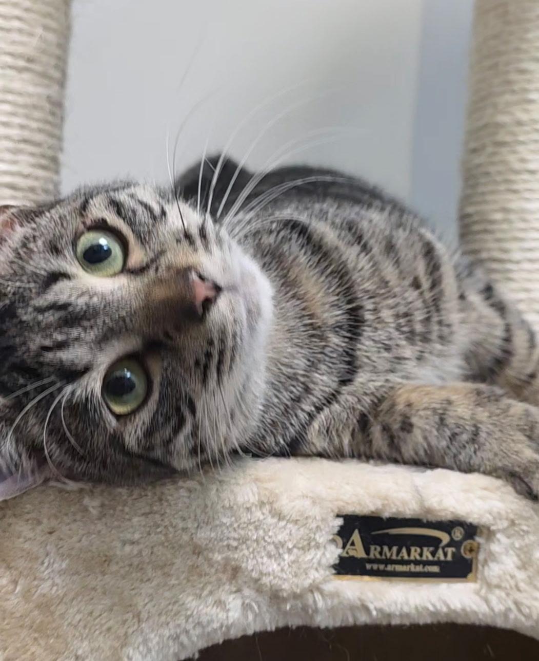 Enlarge Emily, a ADOPTABLE Domestic Short Hair in Reisterstown, MD image 5/5