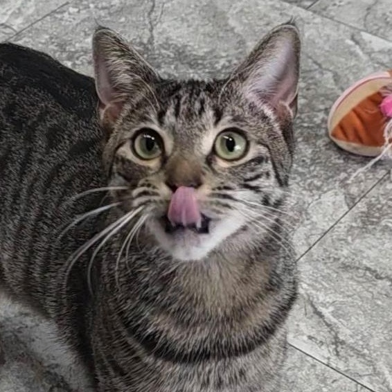 Emily, ADOPTABLE, Kitten Female Domestic Short Hair.