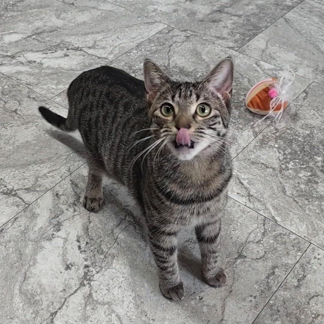 Enlarge Emily, a ADOPTABLE Domestic Short Hair in Reisterstown, MD image 4/5