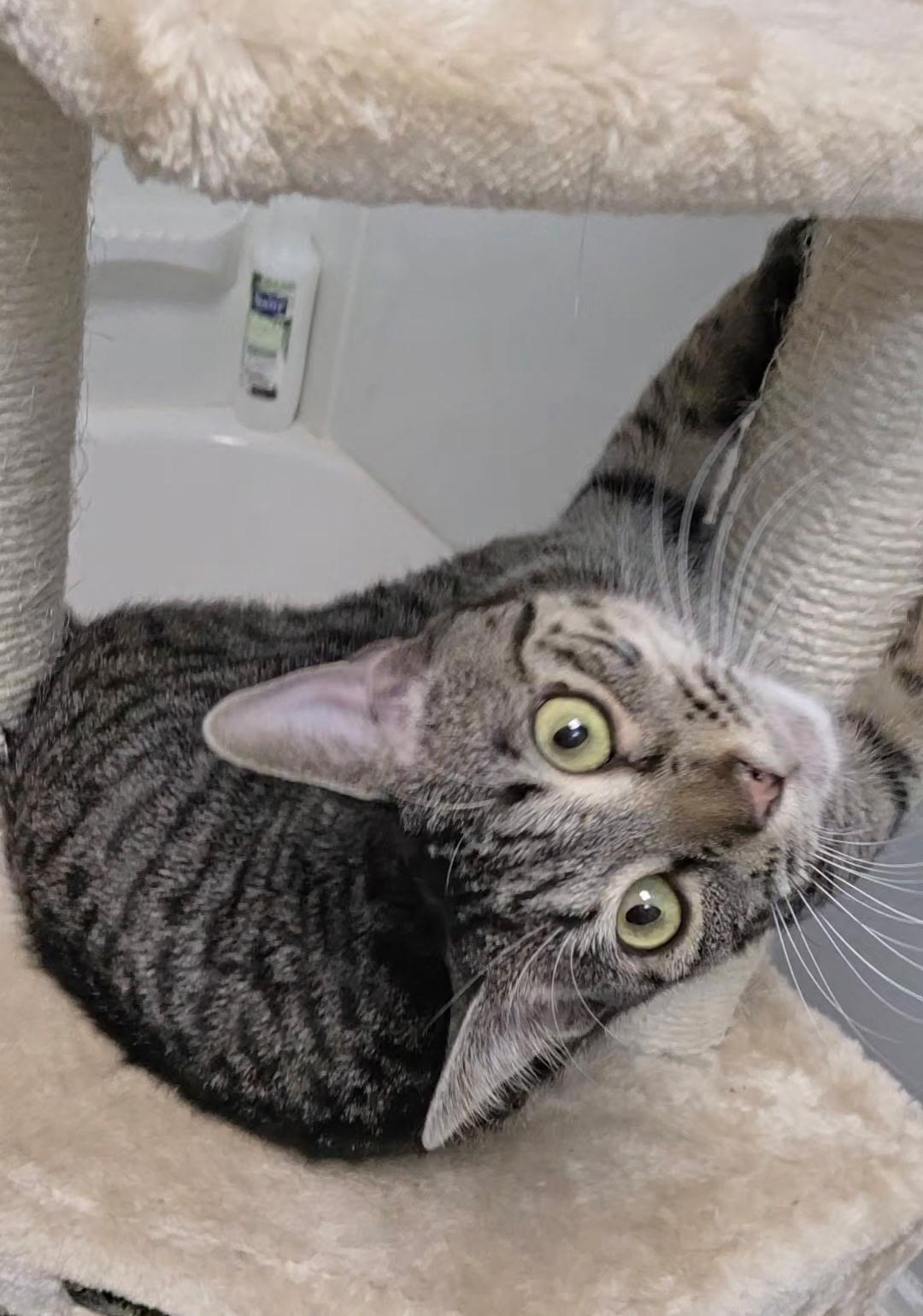 Enlarge Emily, a ADOPTABLE Domestic Short Hair in Reisterstown, MD image 3/5