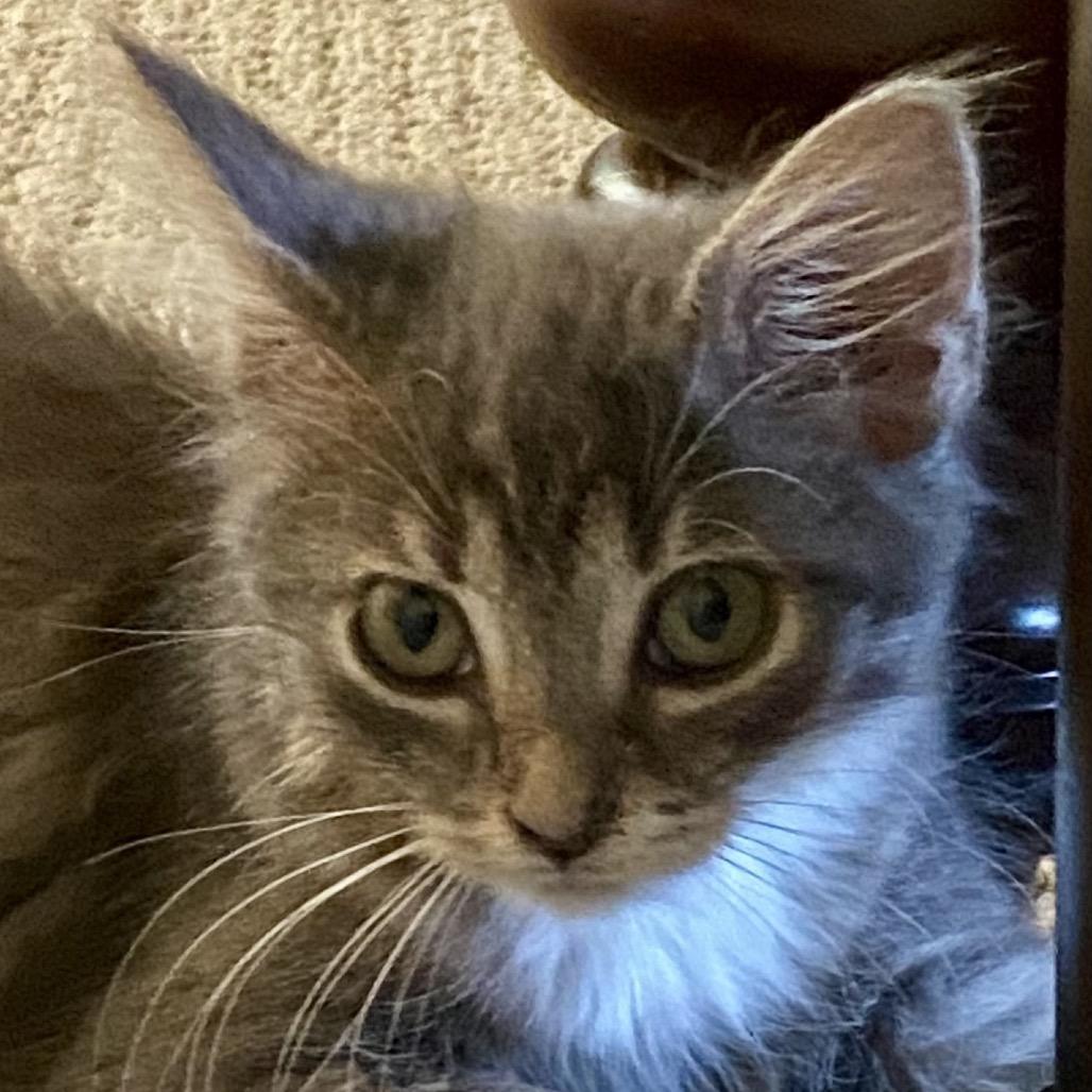 Heather, Adoptable, Kitten Female Domestic Medium Hair.