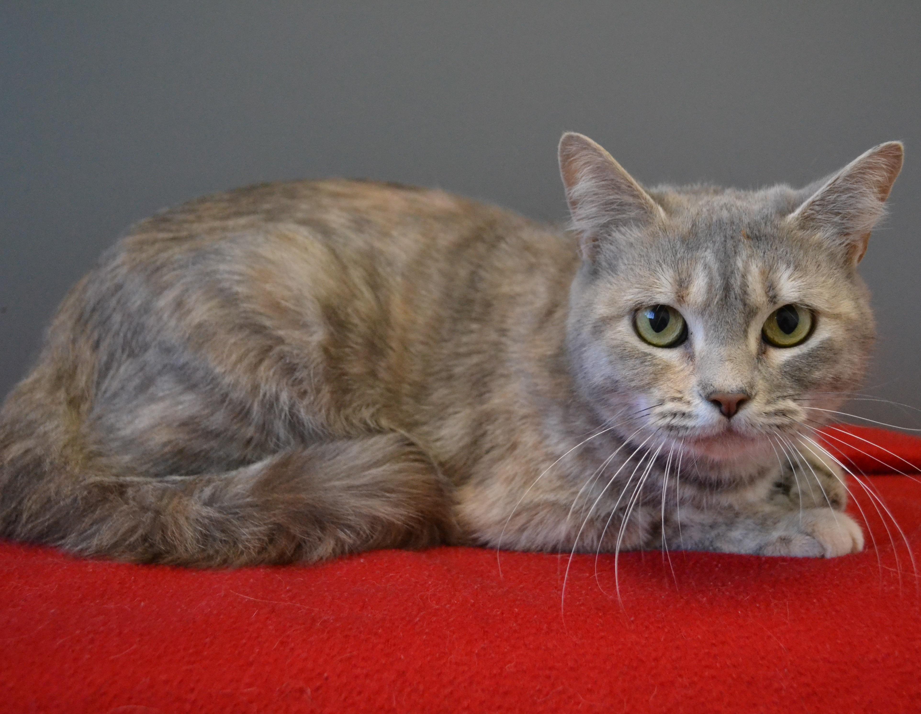 Enlarge Dorothée, an adopted Domestic Short Hair in Anjou, QC image 3/3