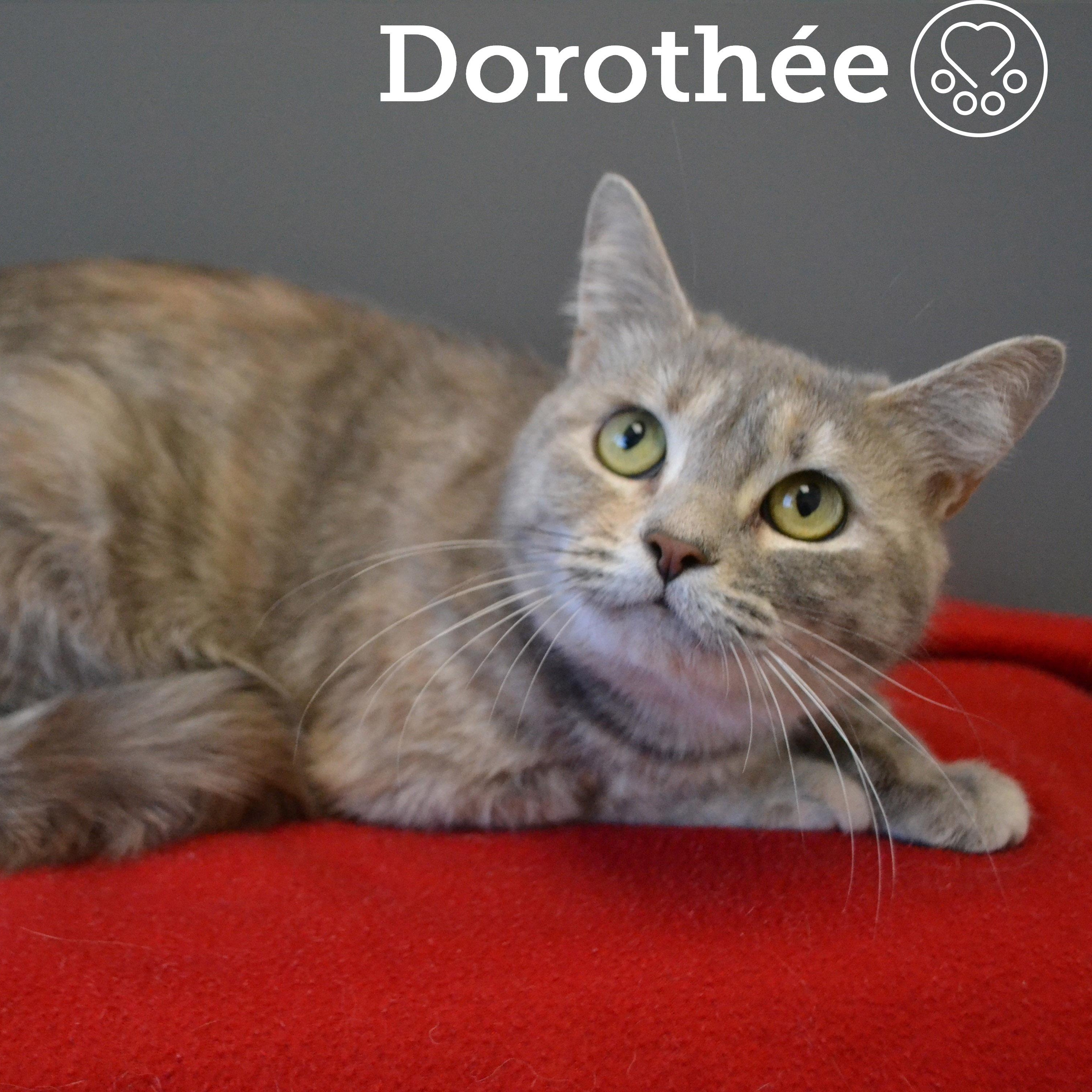 Enlarge Dorothée, an adopted Domestic Short Hair in Anjou, QC image 1/3