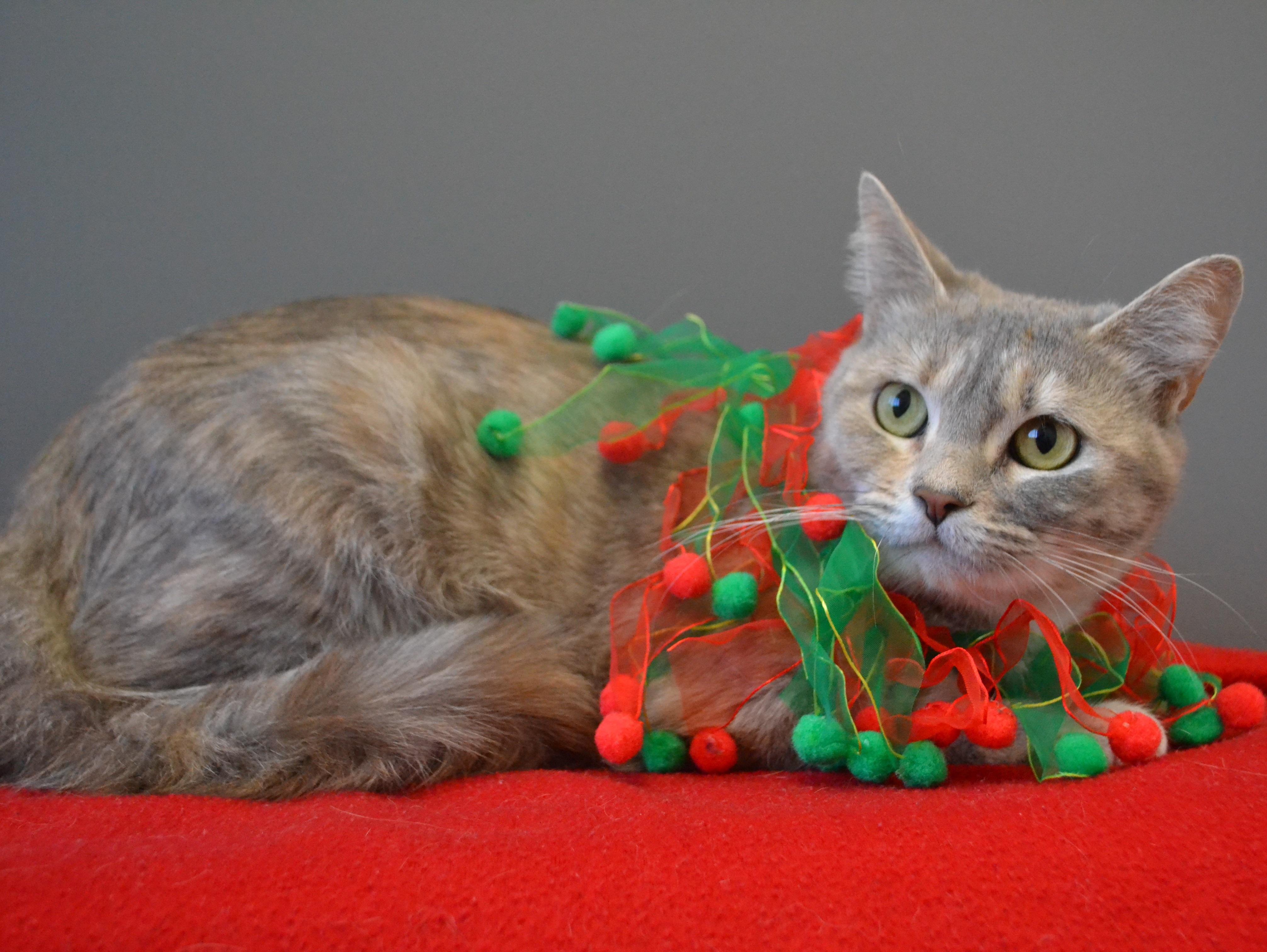 Enlarge Dorothée, an adopted Domestic Short Hair in Anjou, QC image 2/3