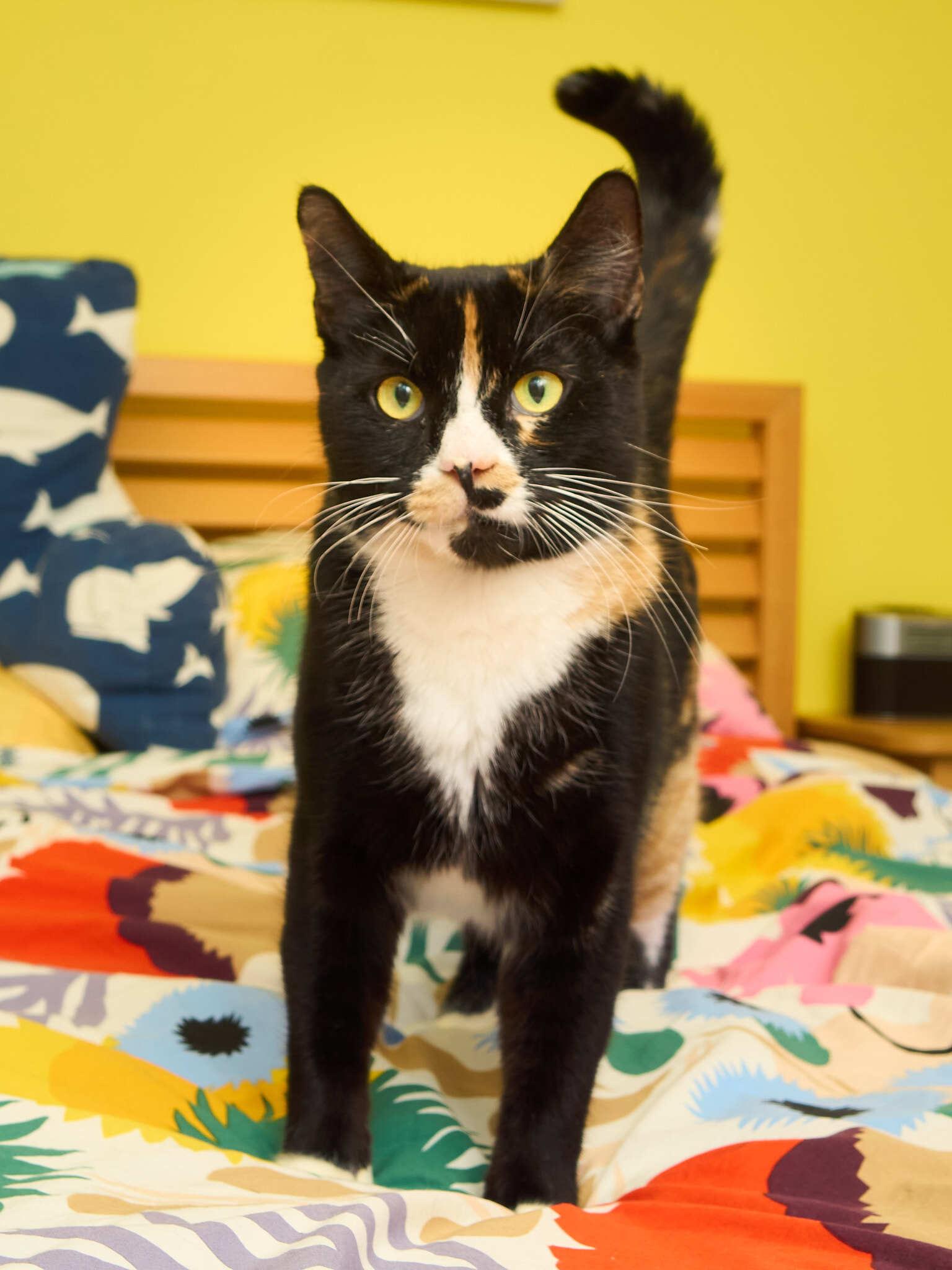Enlarge Triss, an adopted Domestic Short Hair in Seattle, WA image 5/6