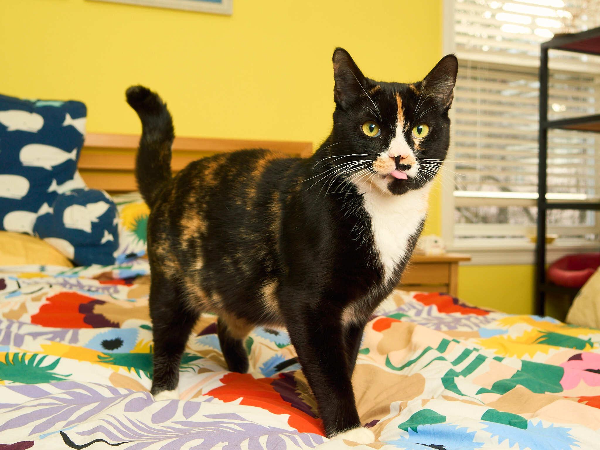 Enlarge Triss, an adopted Domestic Short Hair in Seattle, WA image 3/6