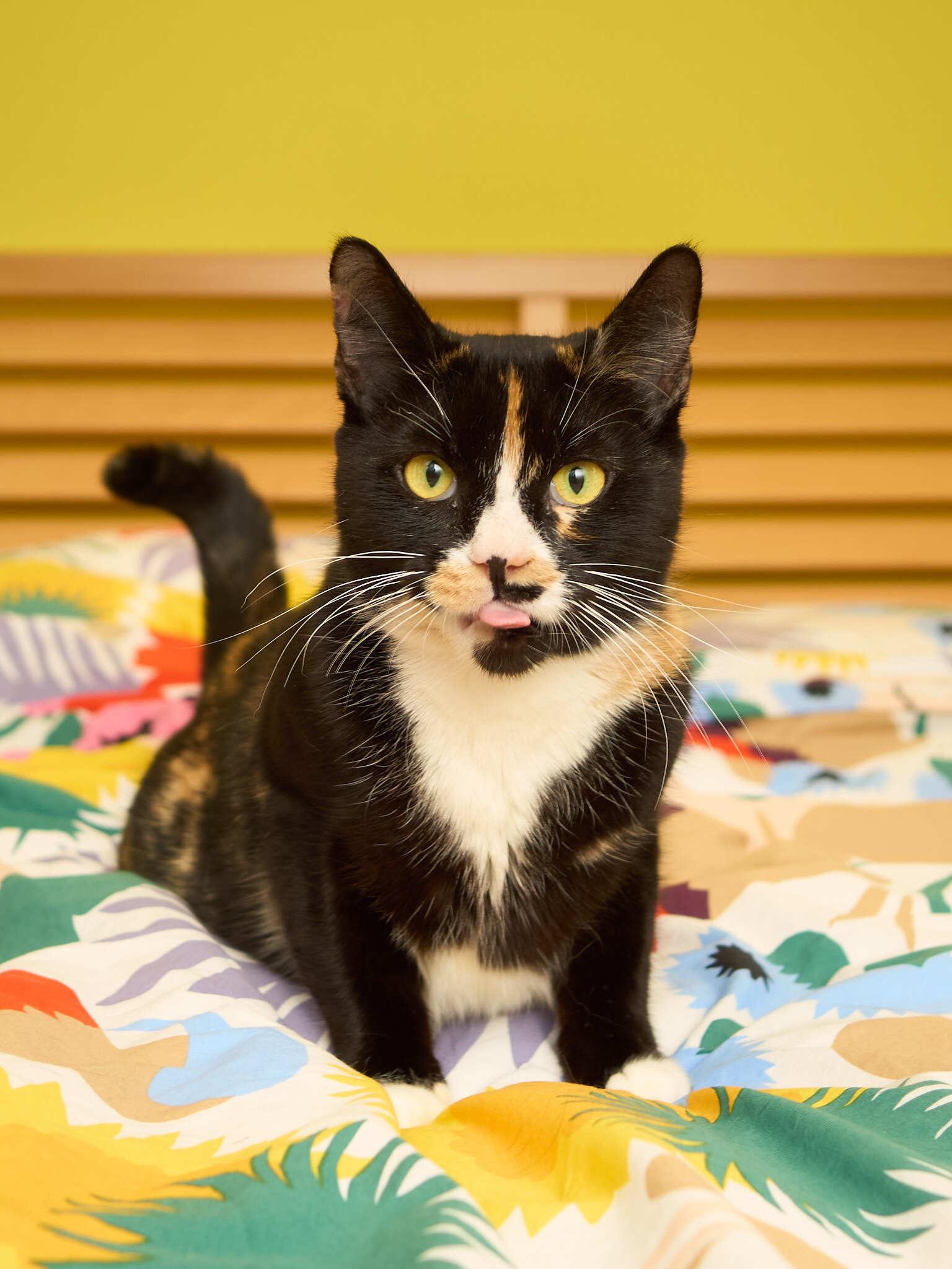 Enlarge Triss, an adopted Domestic Short Hair in Seattle, WA image 4/6