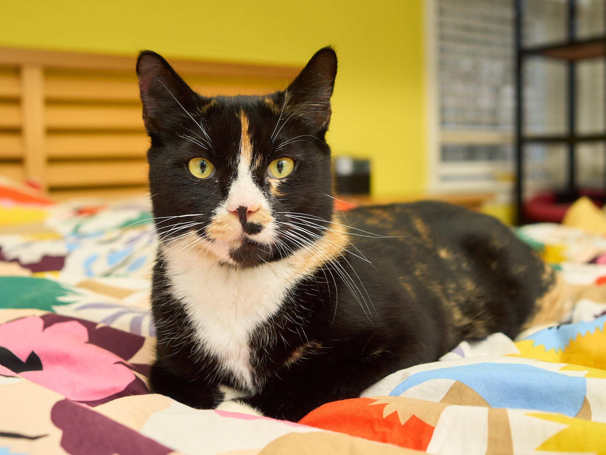 Enlarge Triss, an adopted Domestic Short Hair in Seattle, WA image 1/6