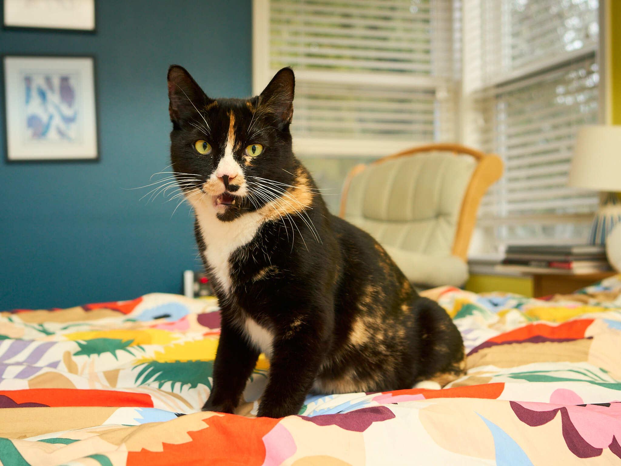 Enlarge Triss, an adopted Domestic Short Hair in Seattle, WA image 6/6