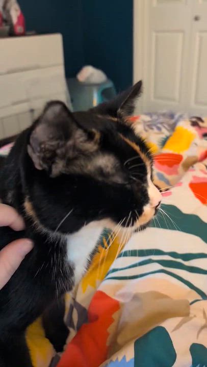 Enlarge Triss, an adopted Domestic Short Hair in Seattle, WA video 2/6