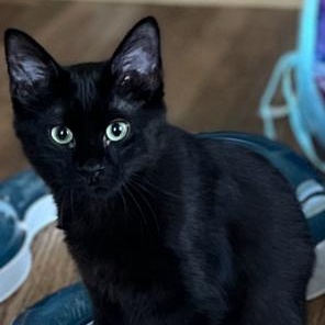 Enlarge Rowan, a ADOPTABLE Domestic Short Hair in Fincastle, VA image 1/1