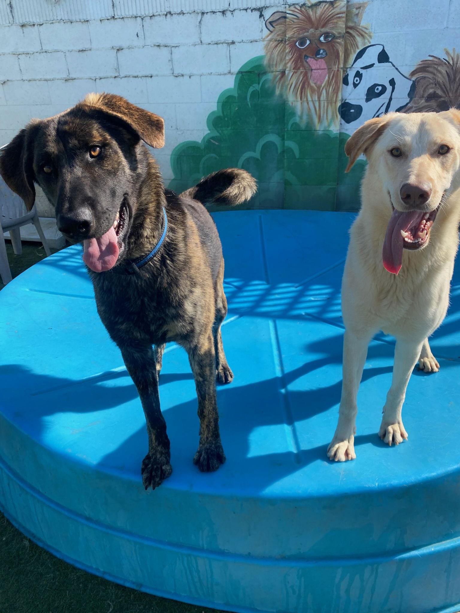 Jake from State Farm