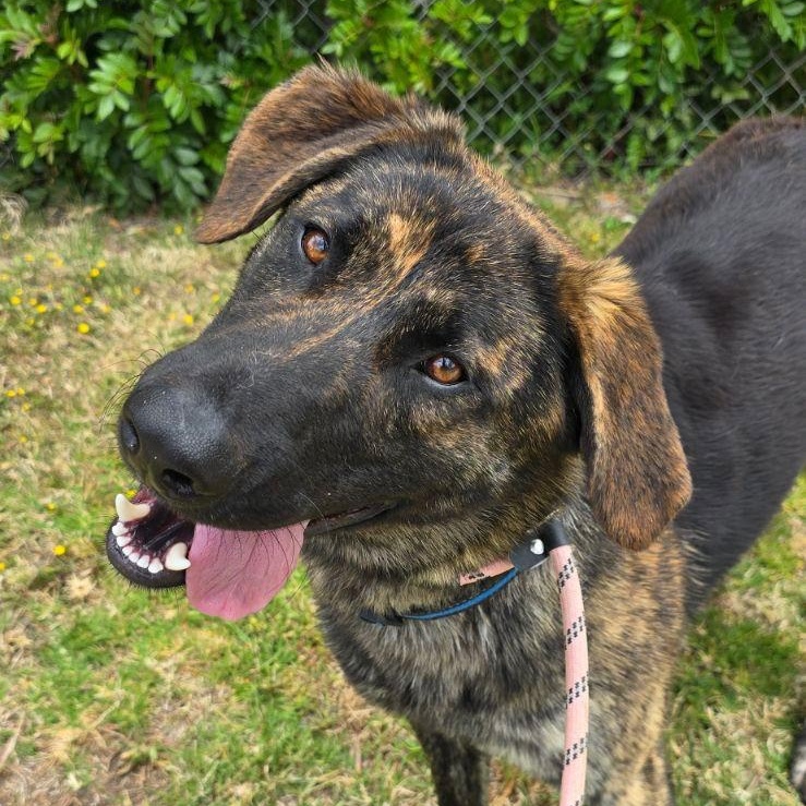 Jake from State Farm