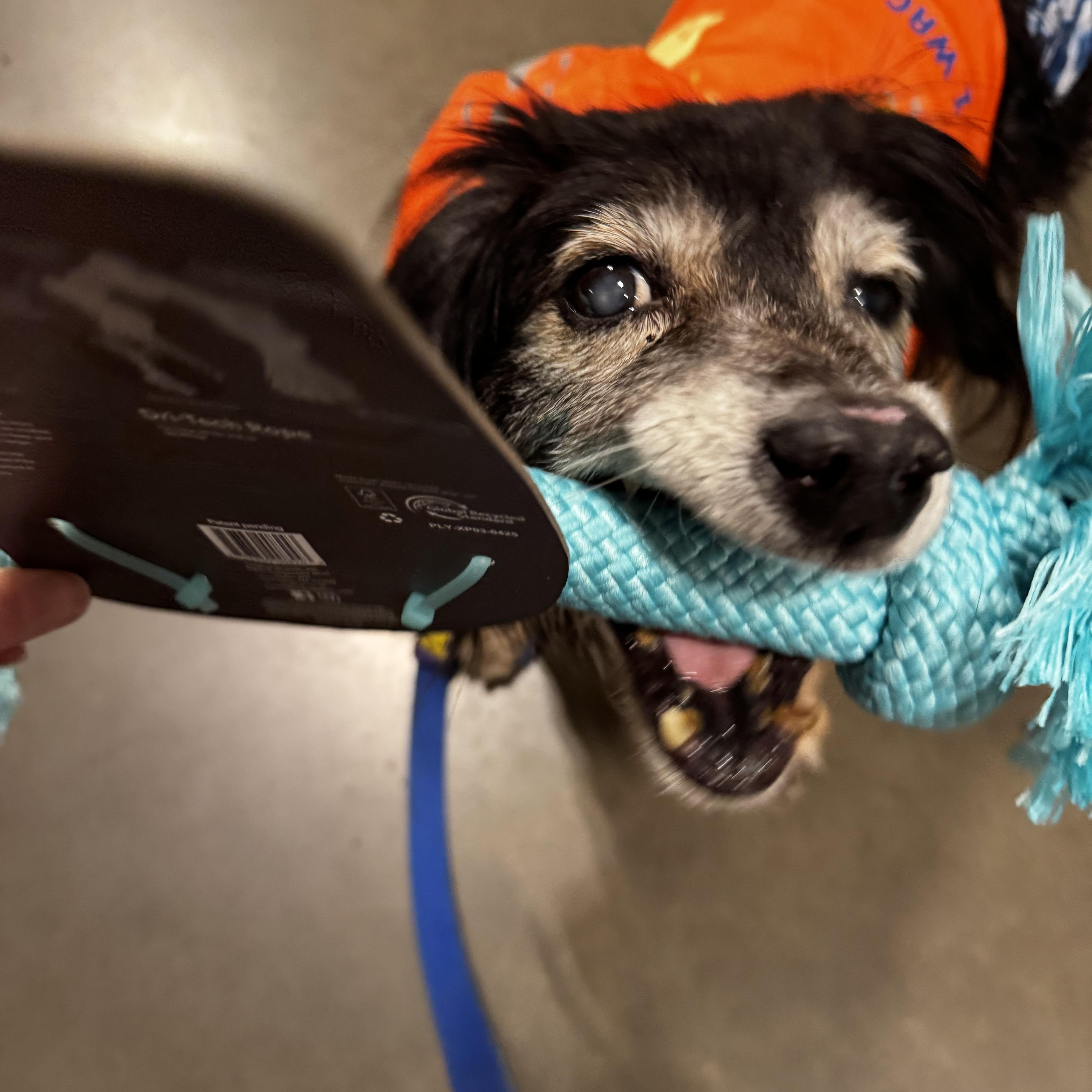 Oboe, adoptable, Senior Male Spaniel.
