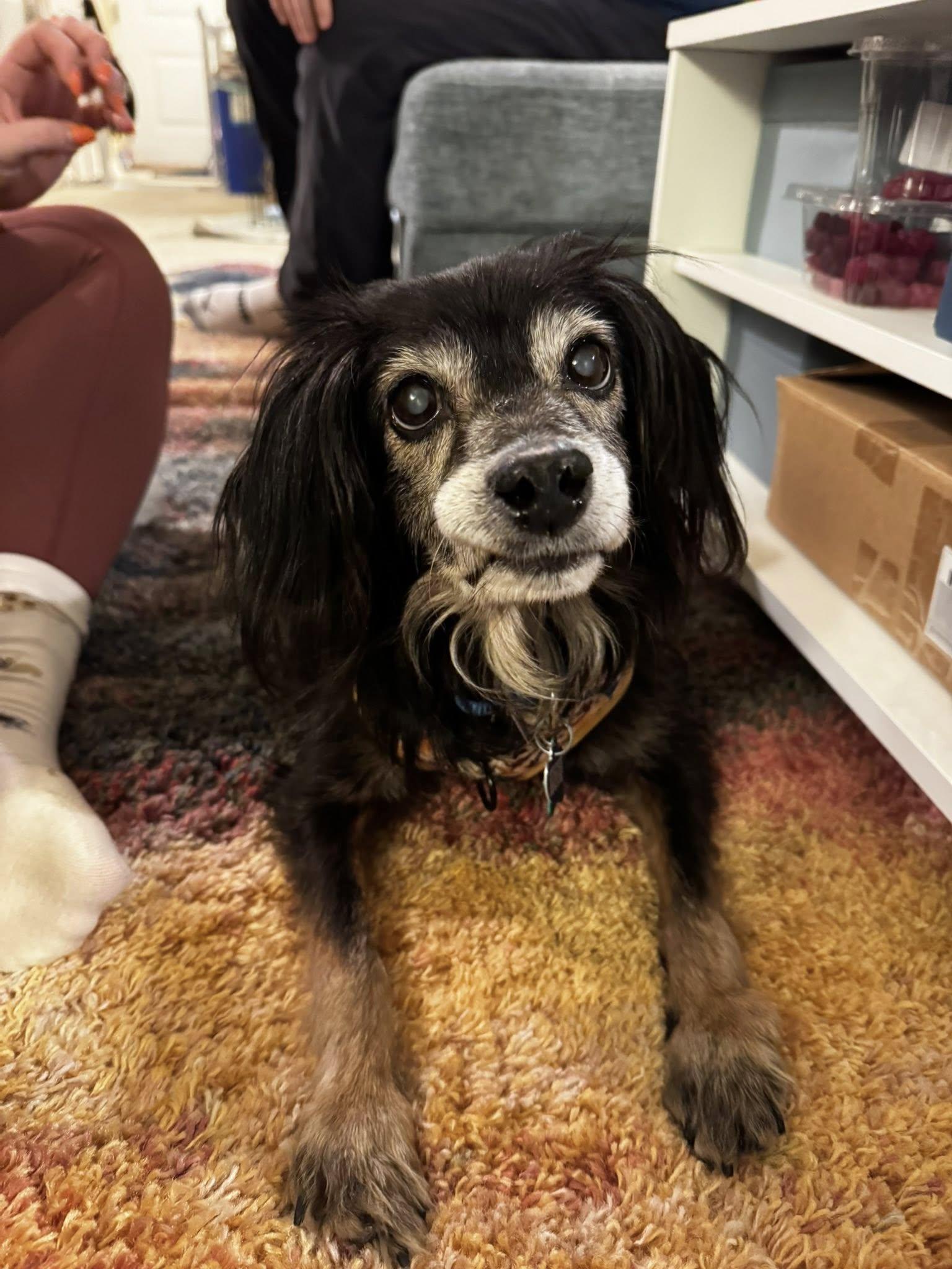 Oboe, an adoptable Spaniel in Rockville, MD image 4/6