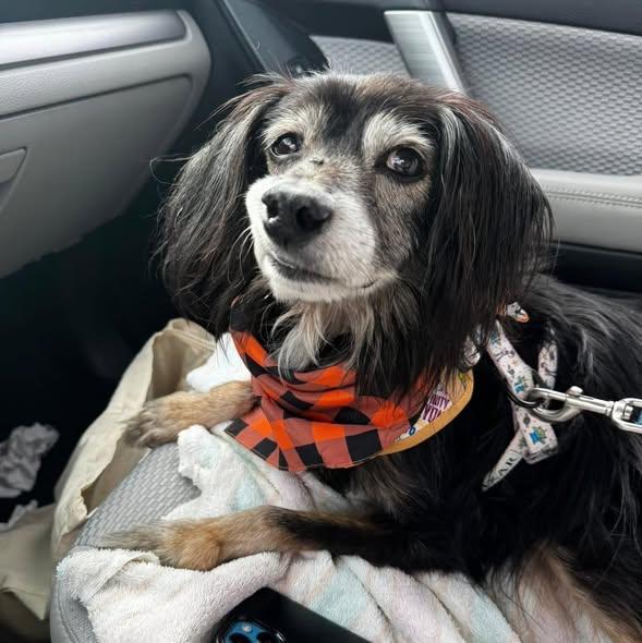 Oboe, adoptable, Senior Male Spaniel.