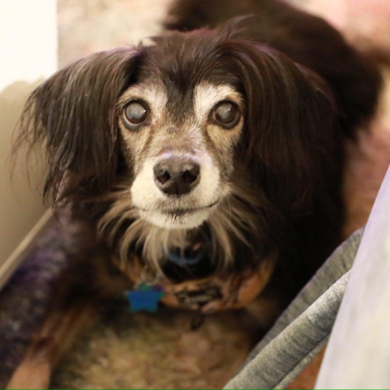 Enlarge Oboe, an adoptable Spaniel in Rockville, MD image 4/6