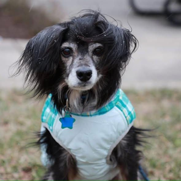 Enlarge Oboe, an adoptable Spaniel in Rockville, MD image 1/6