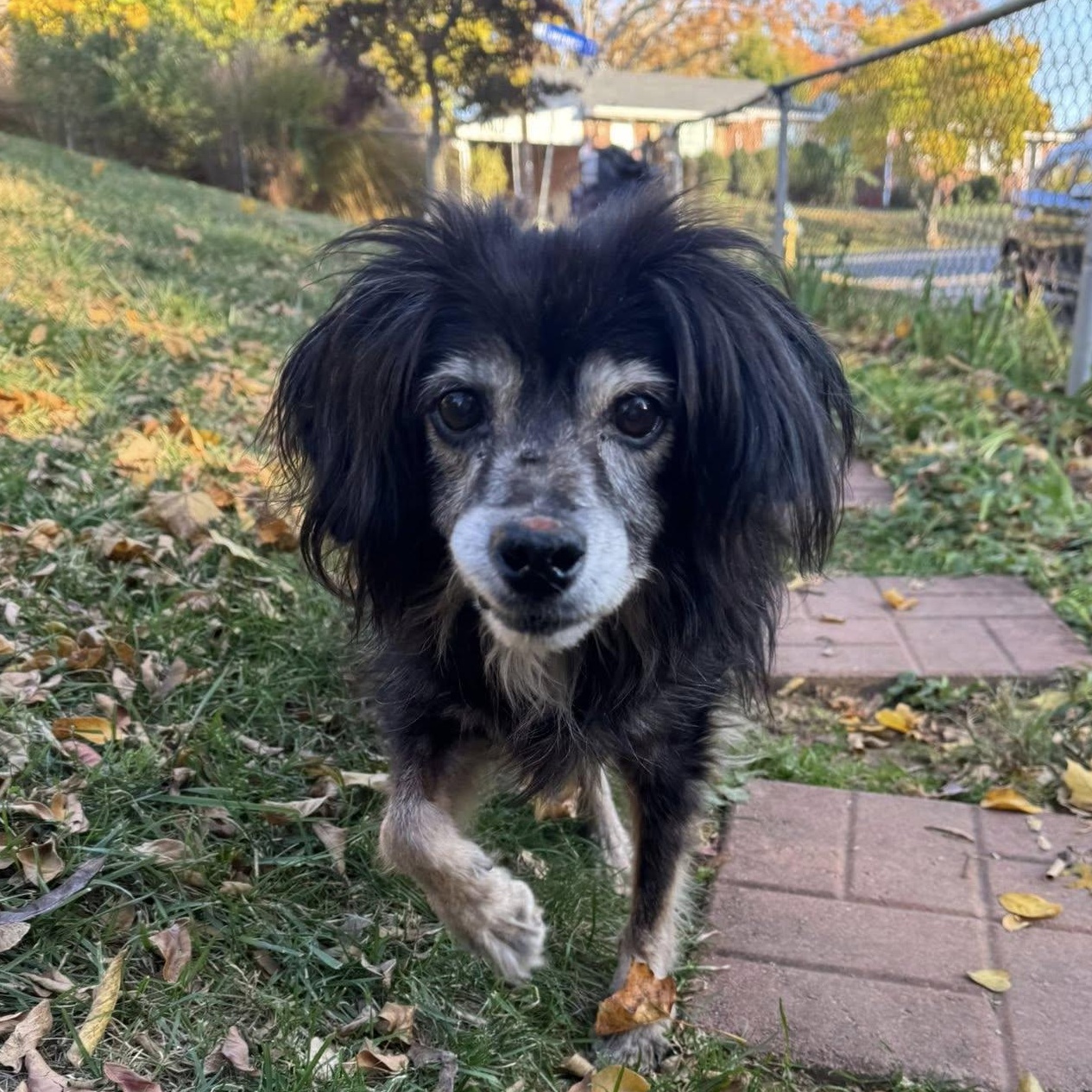 Oboe, an adoptable Spaniel in Rockville, MD image 5/6