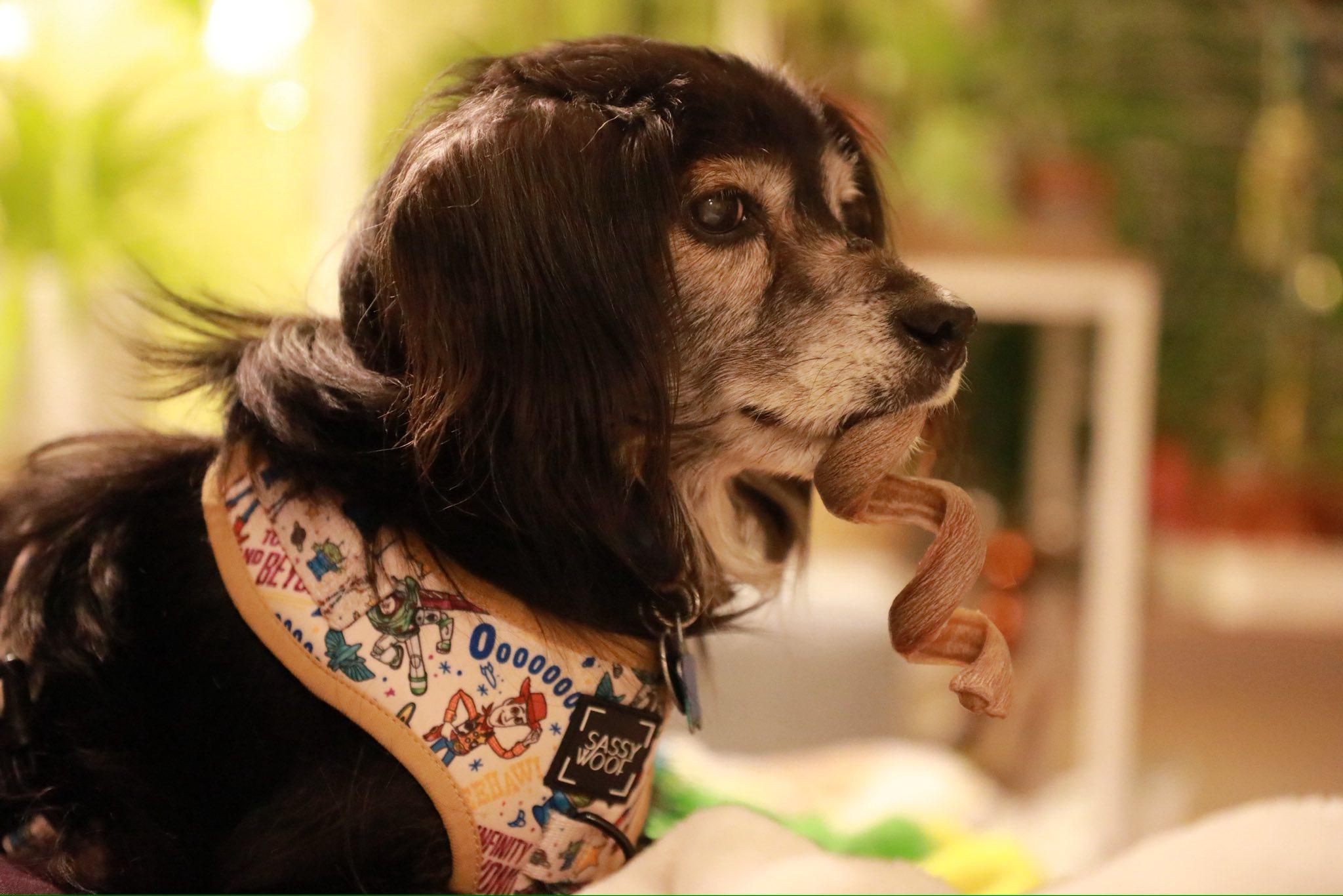 Oboe — thumbnail 5