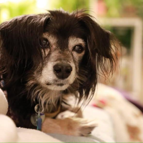 Enlarge Oboe, an adoptable Spaniel in Rockville, MD image 1/6
