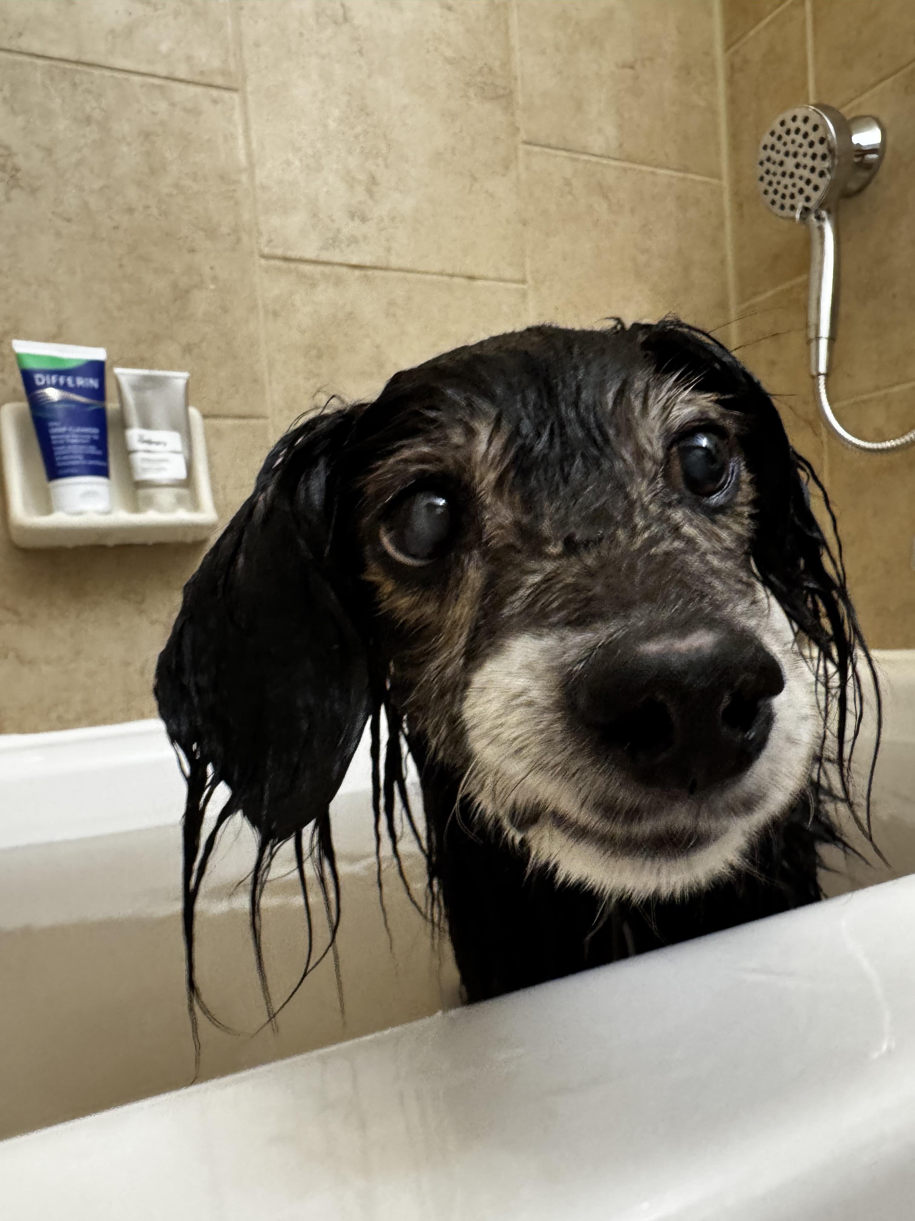 Oboe, an adoptable Spaniel in Rockville, MD image 3/6