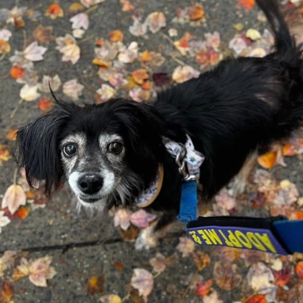 Oboe, an adoptable Spaniel in Rockville, MD image 6/6