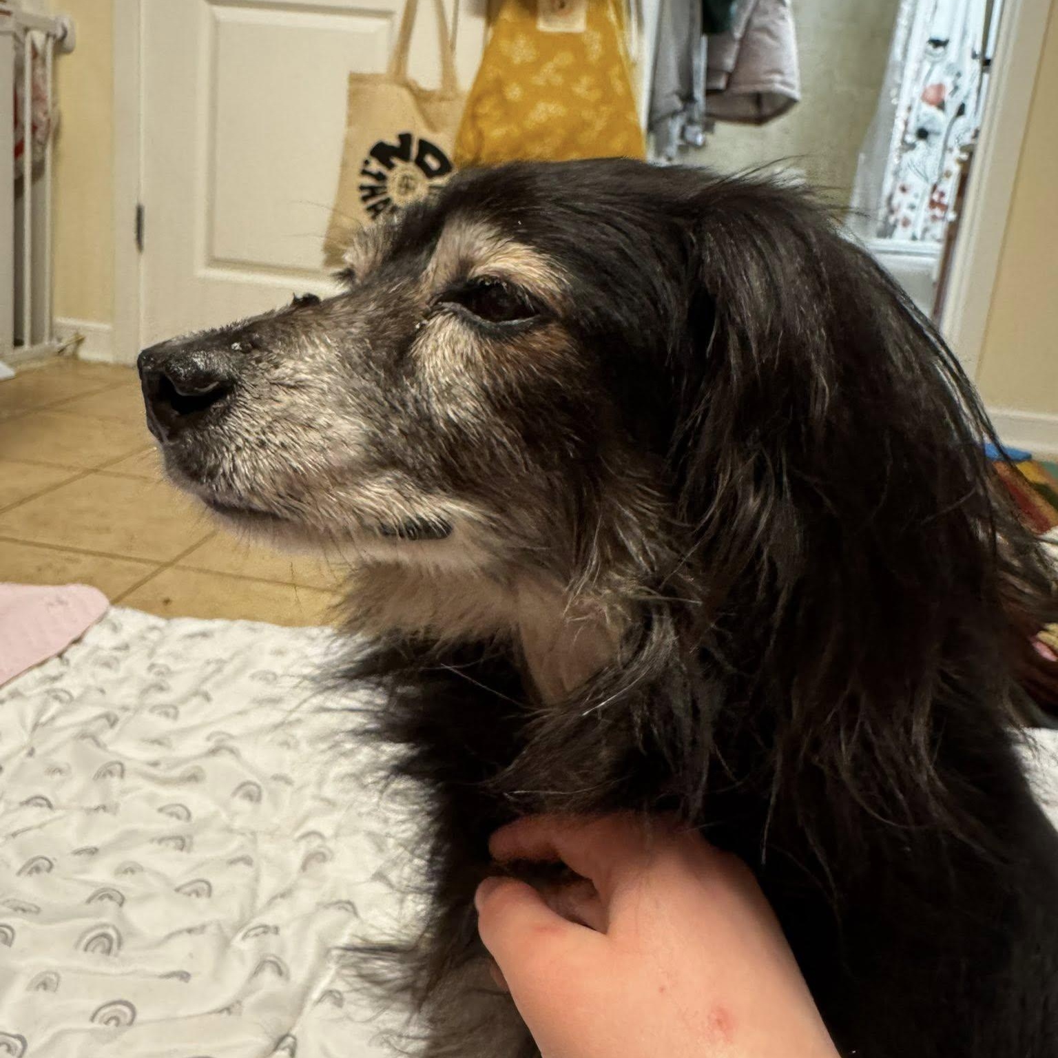 Enlarge Oboe, an adoptable Spaniel in Rockville, MD image 6/6