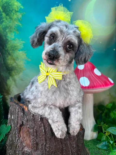 Maggie, an adopted mixed breed in Winchester, KY image 4/4