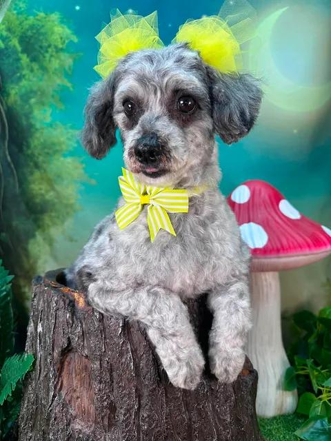 Maggie, an adopted mixed breed in Winchester, KY image 3/4